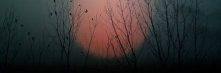 iremgennc's profile banner image