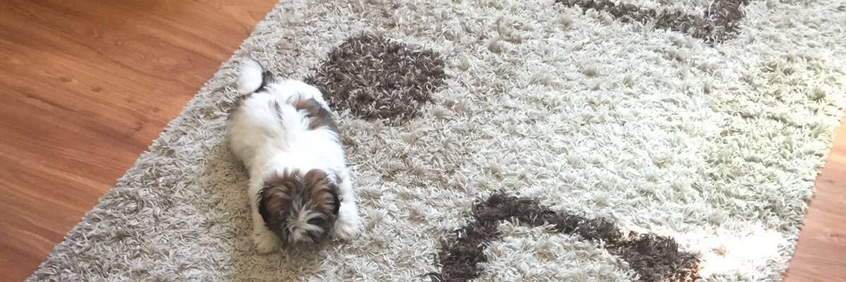rociojaimeg's profile banner image