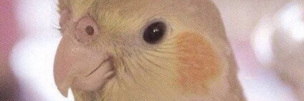 renae banner