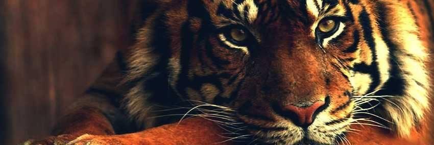 LexBerFlores's profile banner image