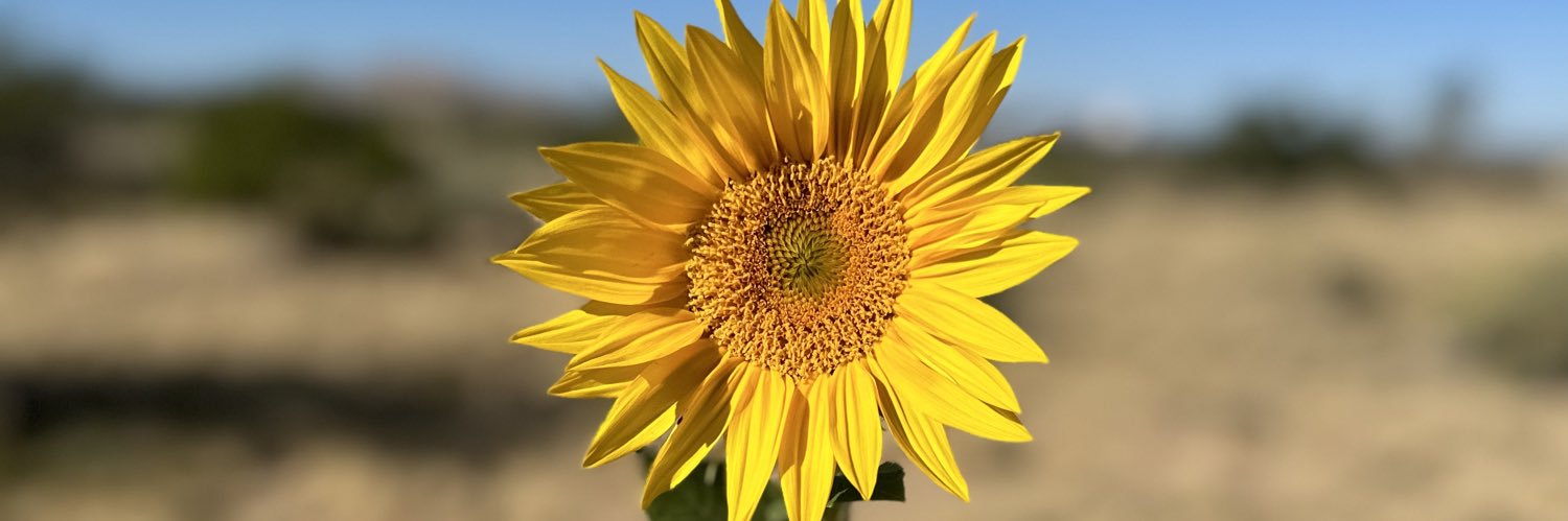 billimarie banner