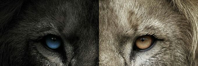 madeferry's profile banner image