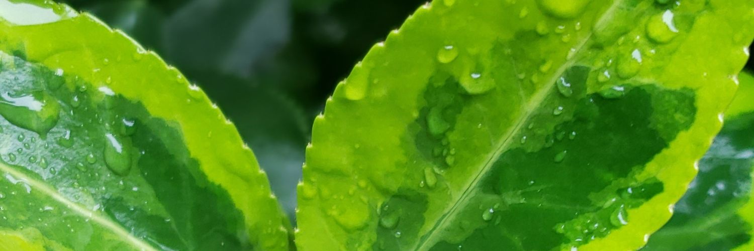 cinnamahn's profile banner image