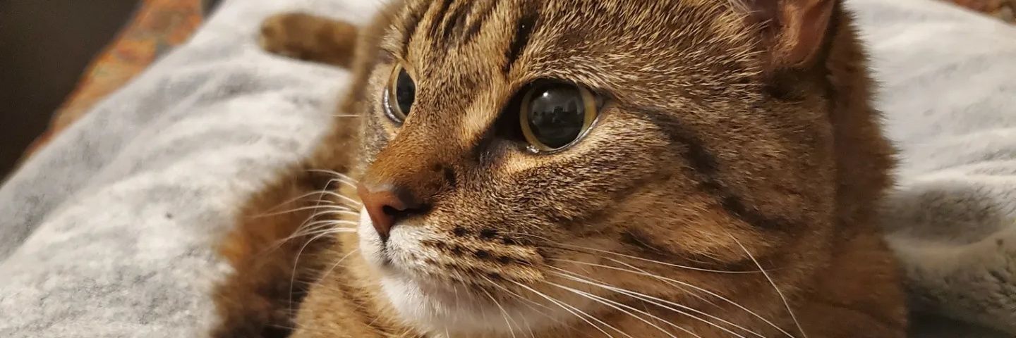 RachoCahoon's profile banner image