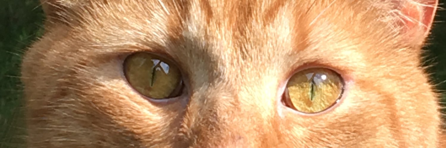 ElyBridgett's profile banner image