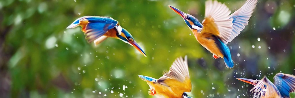 GoldenStaffer's profile banner image