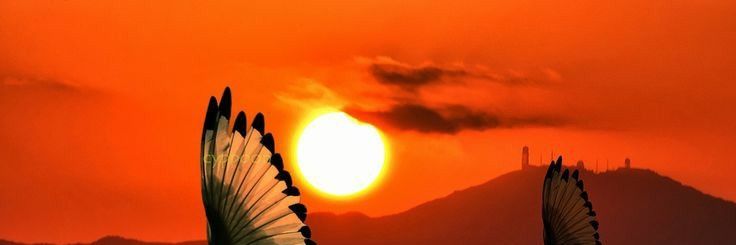 phoenix banner