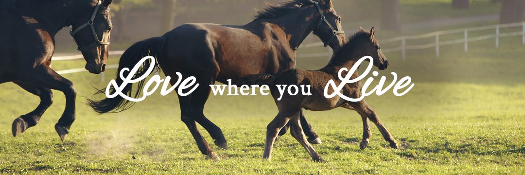 ShowcaseOcala's profile banner image