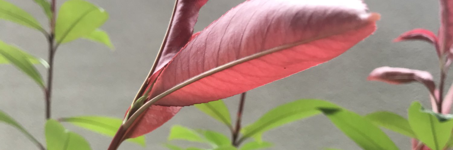 maimaikk's profile banner image