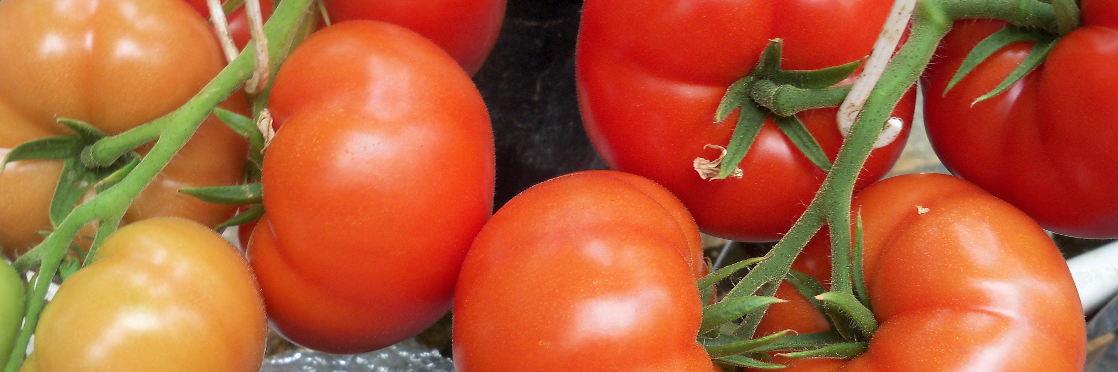 hacklgreenhouse's profile banner image
