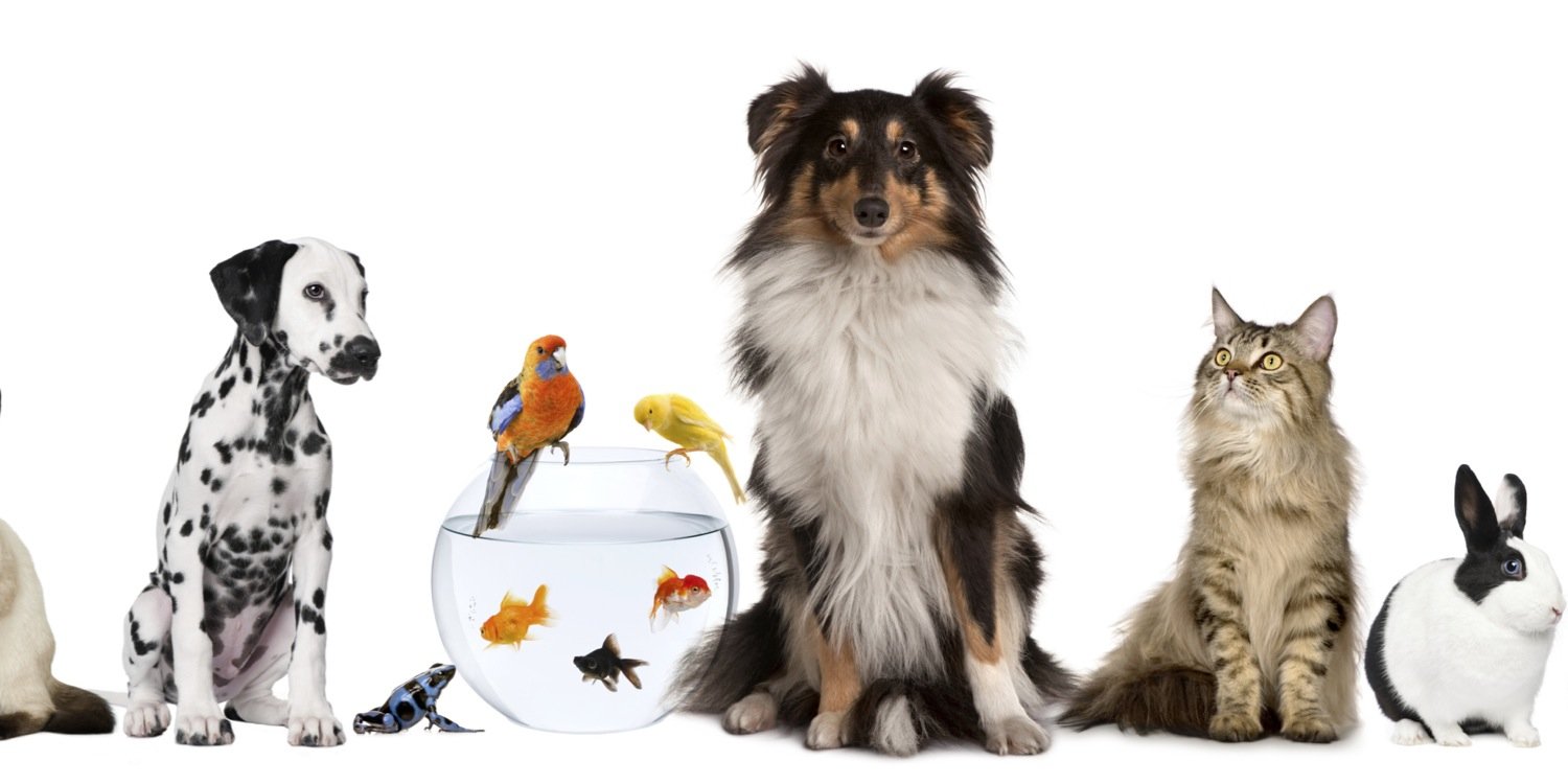 TextsFromMyPets's profile banner image