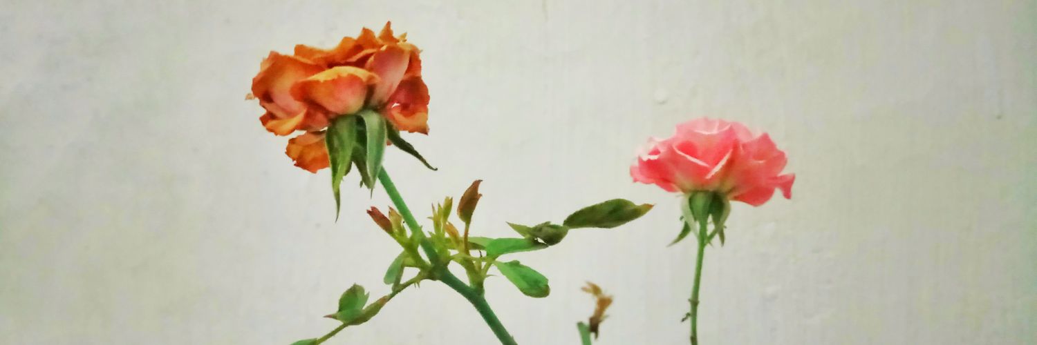 norely9's profile banner image