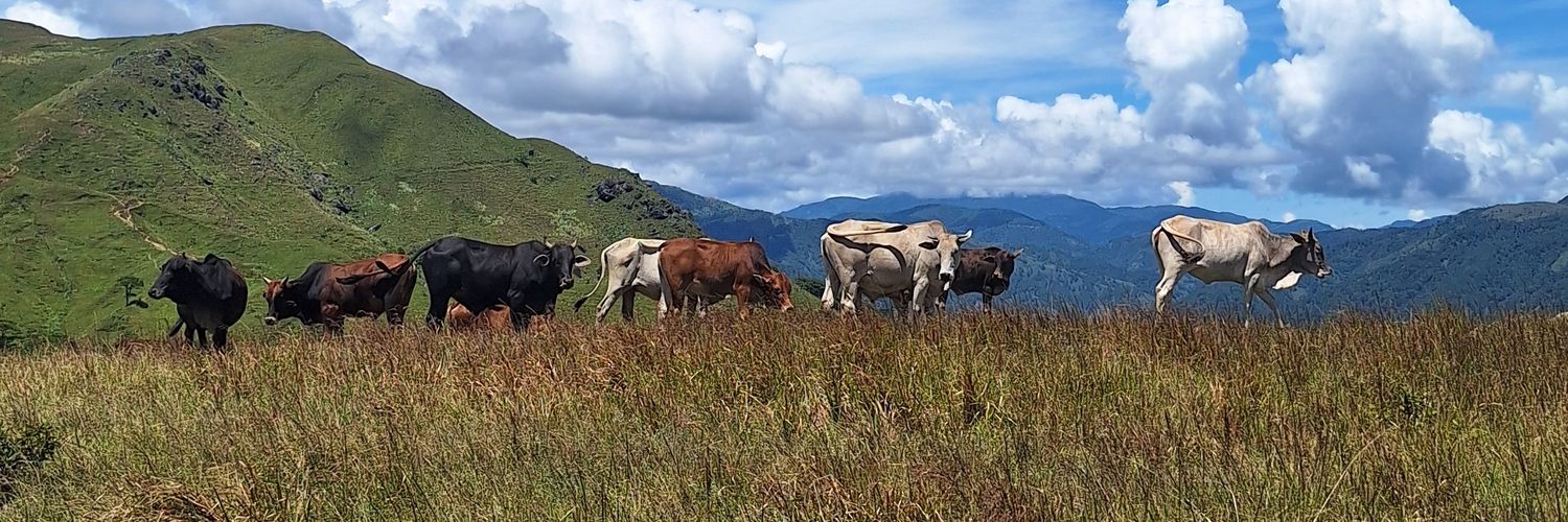 Jang 🔮🐈‍⬛️ banner