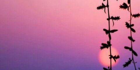 ngaatsarah's profile banner image