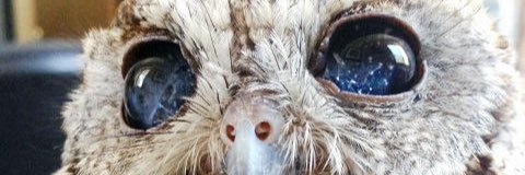 thesikids's profile banner image
