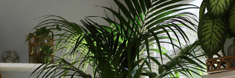 Kantu_Manda's profile banner image