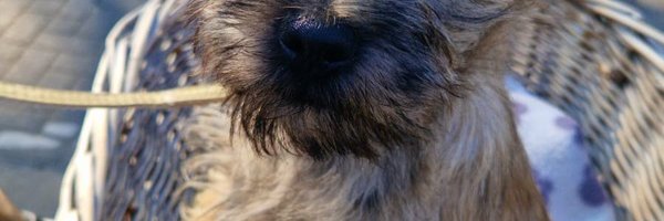 KimiGirl79 Profile Banner