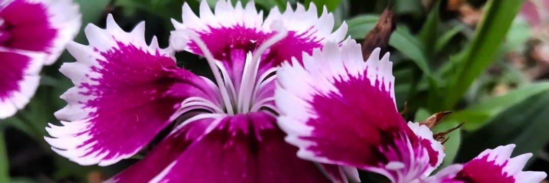 DIBYA100BABU's profile banner image
