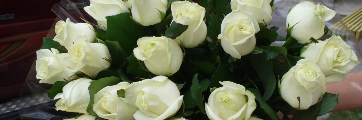 OLGpen's profile banner image