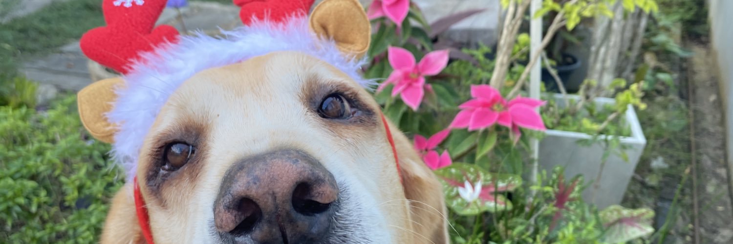 ppbearbearii's profile banner image