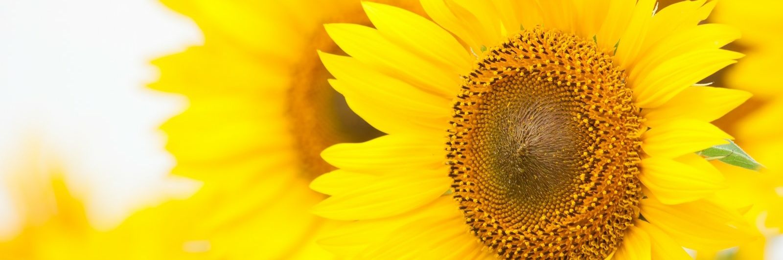 sosoraso's profile banner image