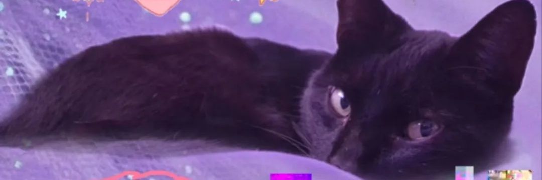 decideentu_vida's profile banner image
