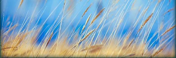 allergies_tips's profile banner image