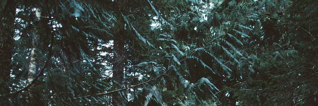 spring_reggae's profile banner image