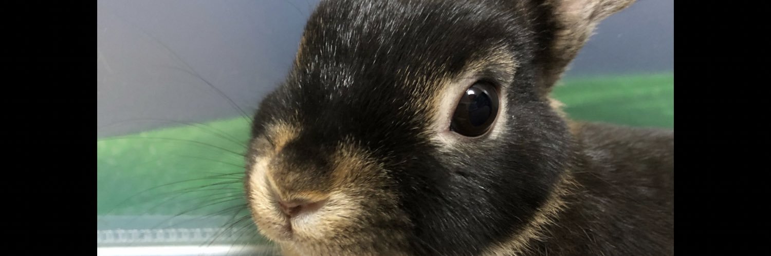 みみたろー banner