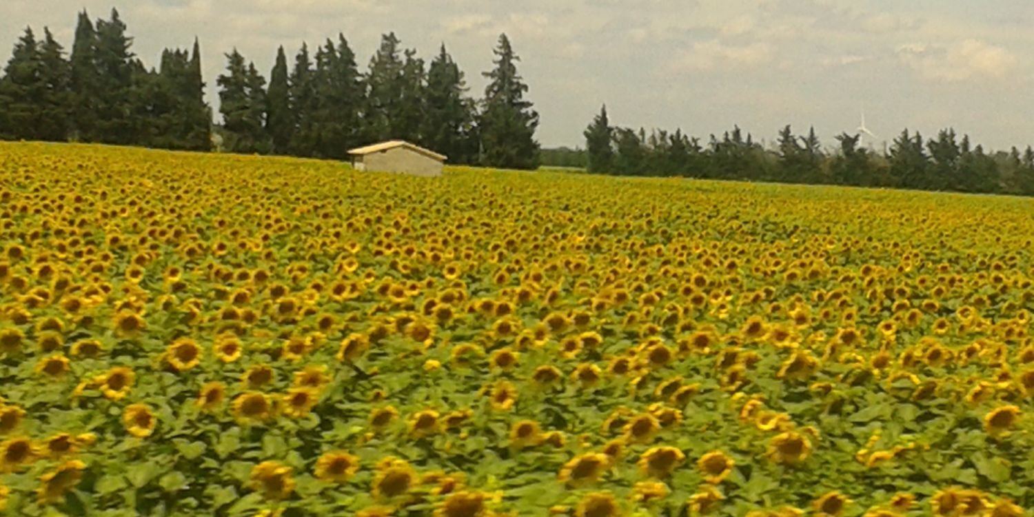 sub_emme's profile banner image