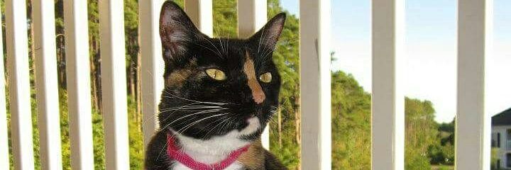 AdoptStraysFB's profile banner image