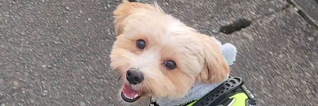 sconpi's profile banner image