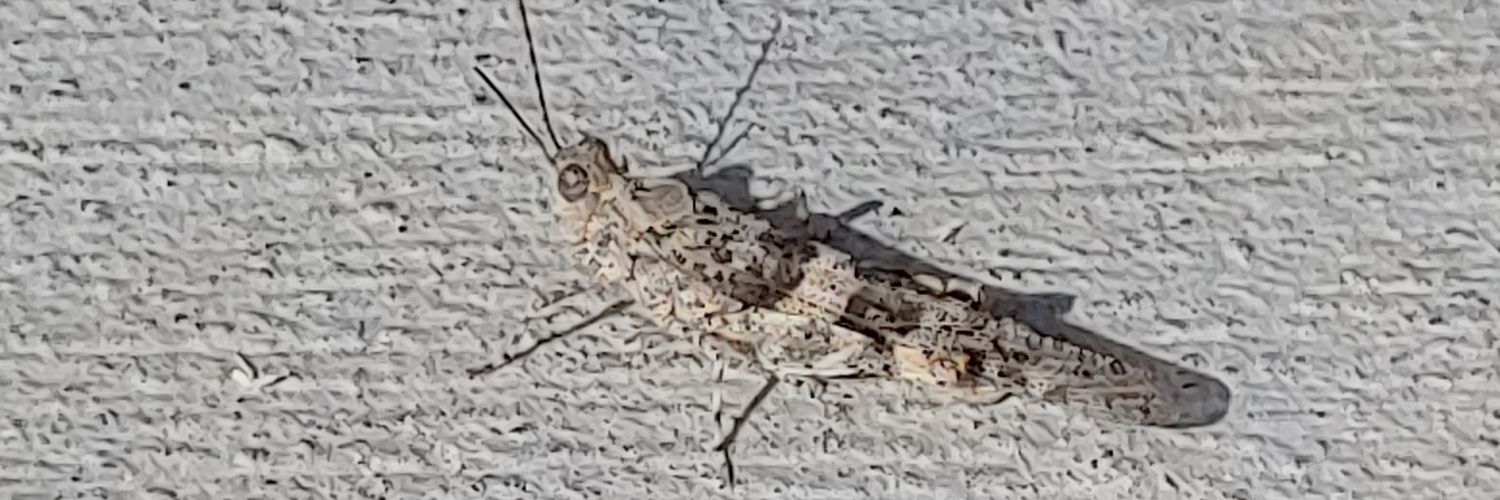 TussTheMoth's profile banner image