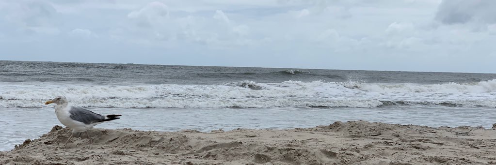 screilly's profile banner image