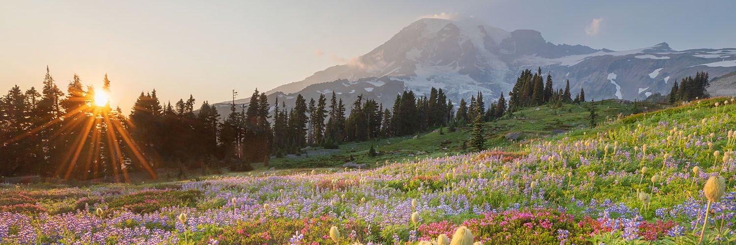 IAC Washington banner