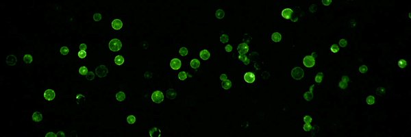 HPratheek Profile Banner