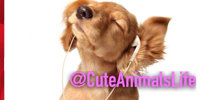 CuteAnimalsLife's profile banner image