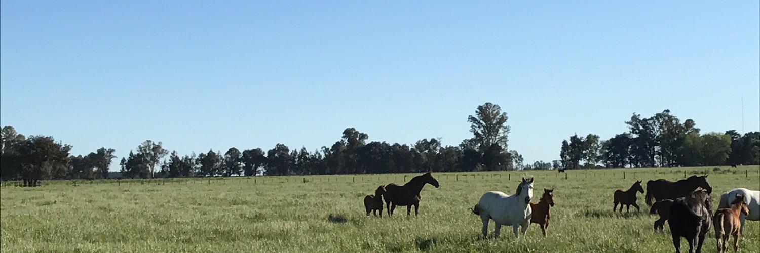 Satomi Oka Bloodstock banner