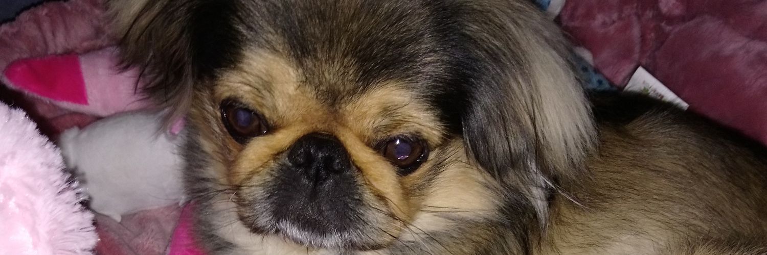 MontyNanny70's profile banner image
