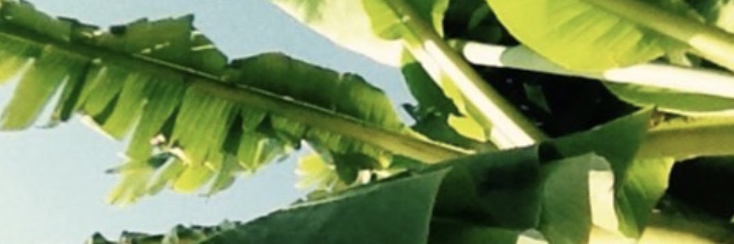 36_cleo's profile banner image