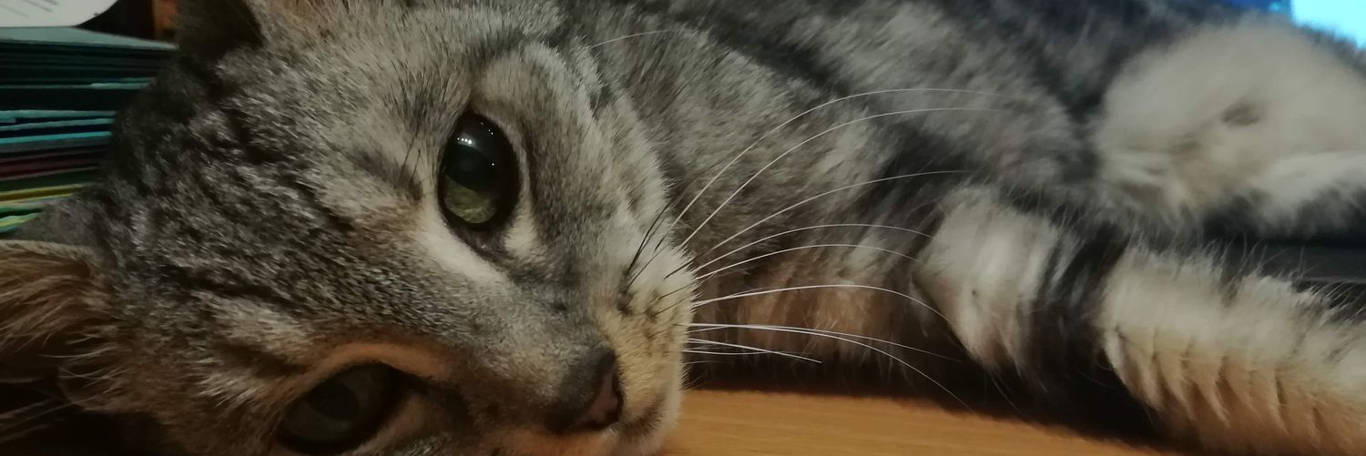 Pépite les beaux zoeils ♂️🦐🧡🕯️🐈‍⬛☃️🍺🌟 banner