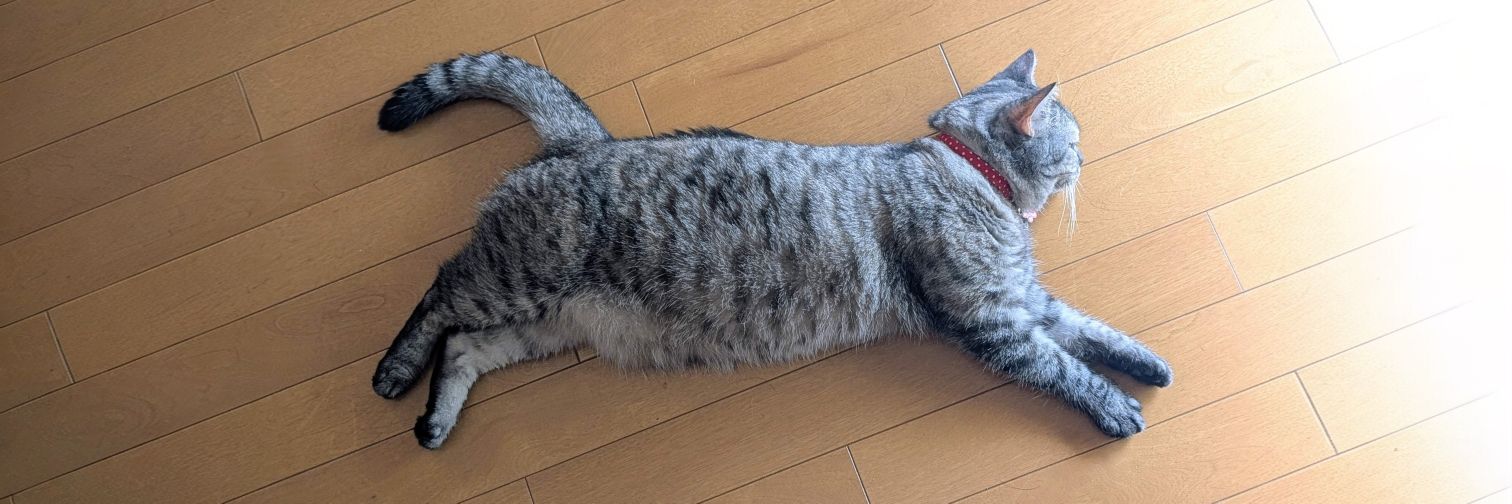 ねこさん⚡(ΦωΦ) banner