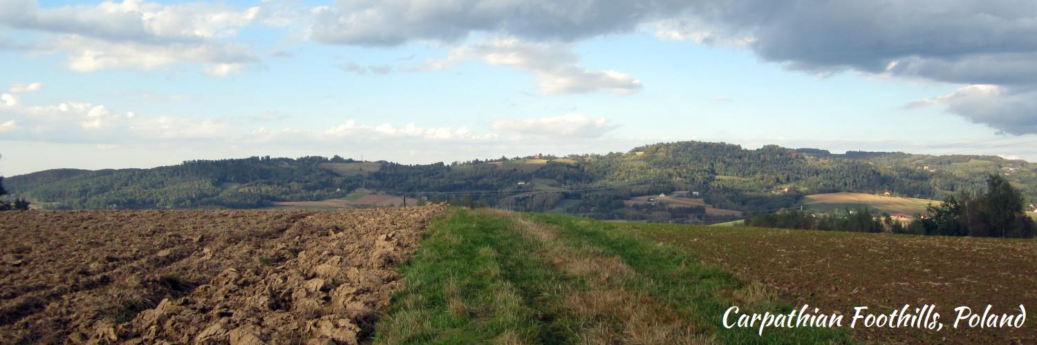 Eugene J. Markow banner