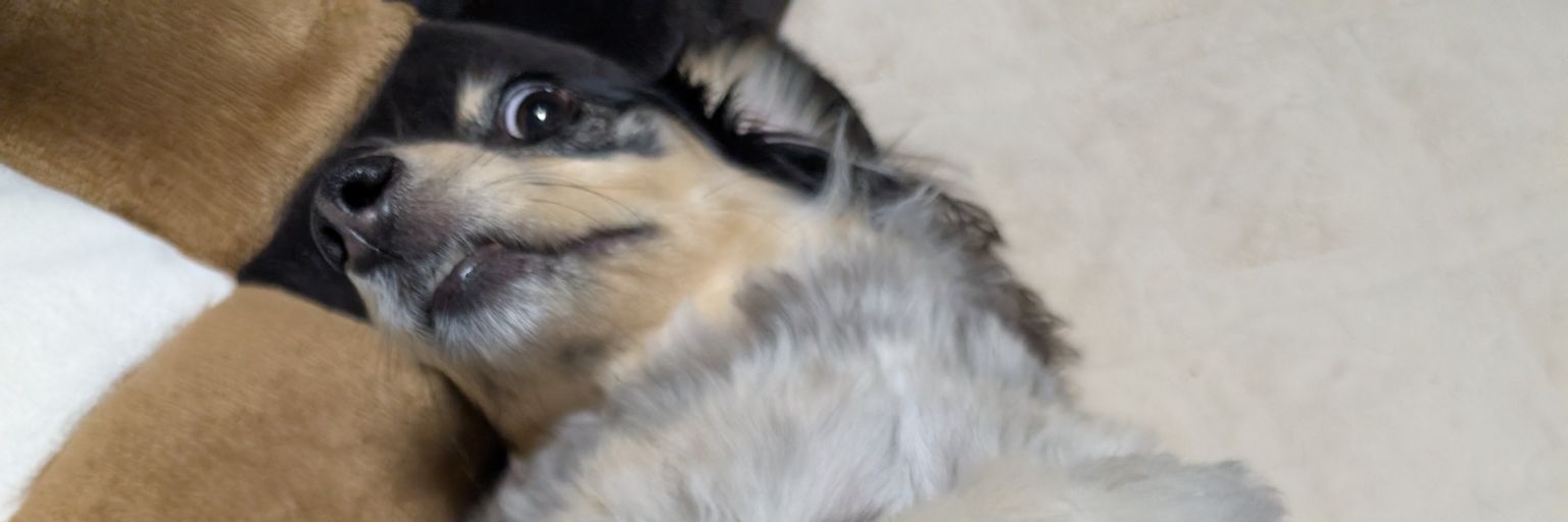 Dlyndog's profile banner image