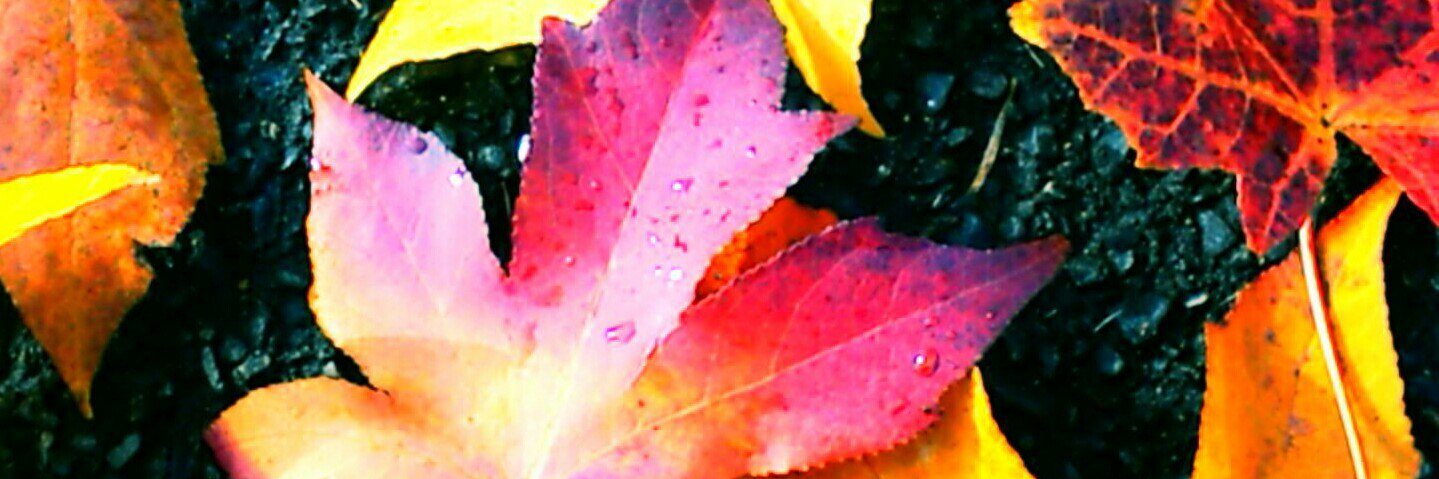 pekoko7's profile banner image