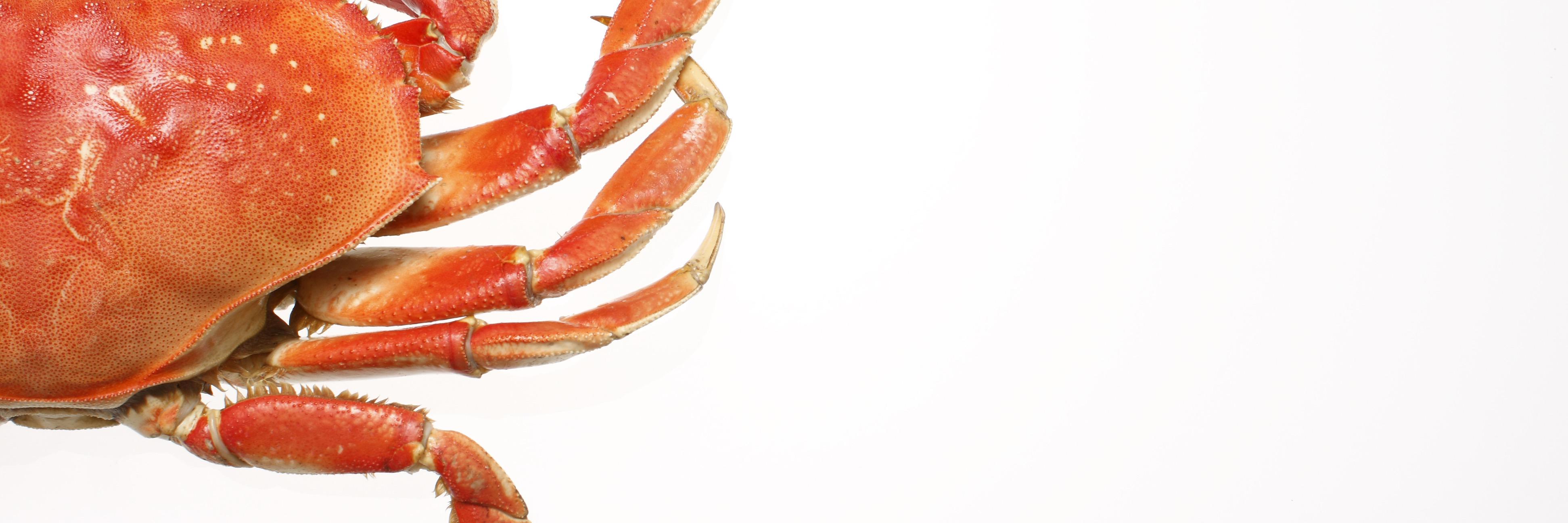 RedCoralSeafood's profile banner image