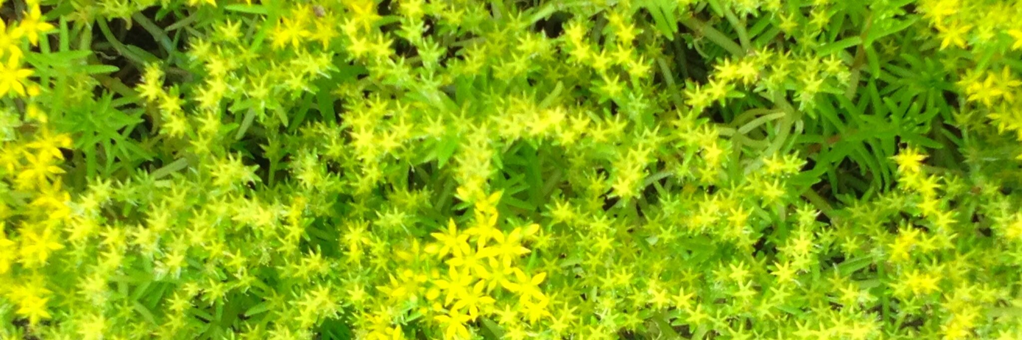 chimiihoo's profile banner image