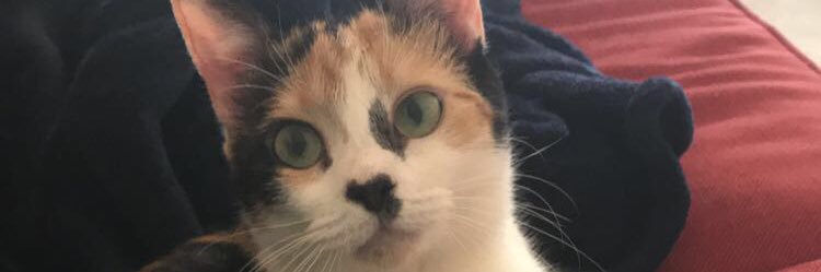 willisrachh's profile banner image