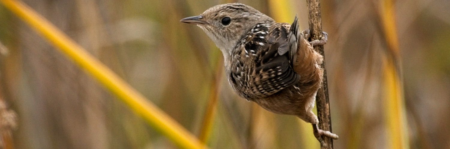 birderklm's profile banner image
