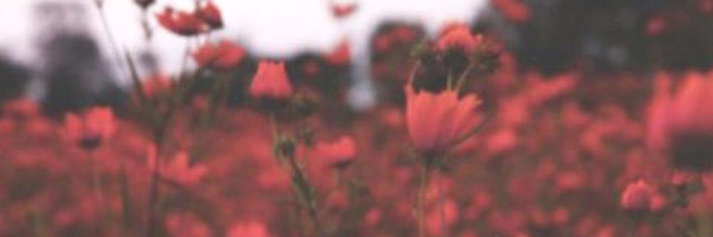 NFaraes's profile banner image